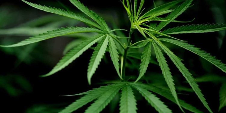 CBD Blüten: Natürliche Vielfalt und entspannende Wirkung 16 CBD Blüten