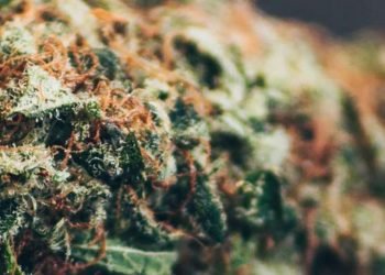 CBD Blüten-Häufig gestellte Fragen