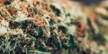 CBD Blüten-Häufig gestellte Fragen