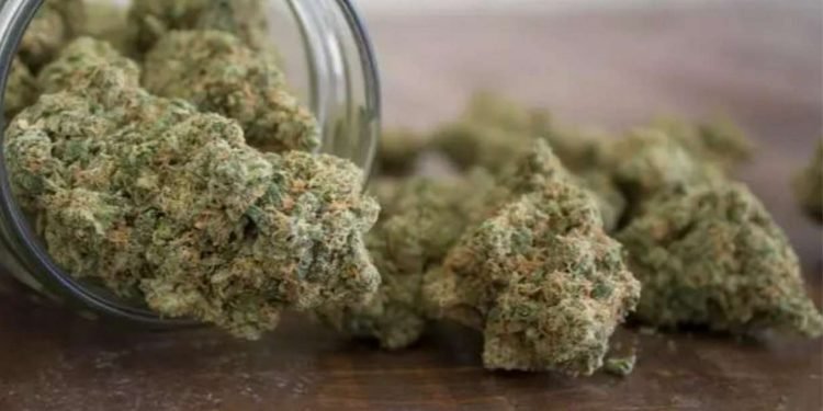 CBD Blüten – 5 Irrtümer & Mythen auf einen Blick: Aufklären, was wirklich stimmt 16 CBD Blüten