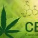 CBD im Fokus 17 CBD im Fokus