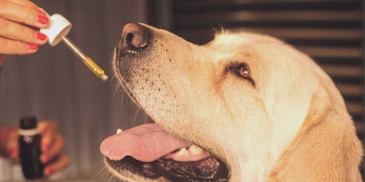 CBD und Haustiere 16 CBD und Haustiere