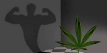 Fördert CBD den Muskelaufbau? Die vielversprechende Verbindung für Athleten