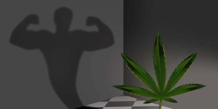 Fördert CBD den Muskelaufbau? Die vielversprechende Verbindung für Athleten 16 Fördert CBD den Muskelaufbau? Die vielversprechende Verbindung für Athleten