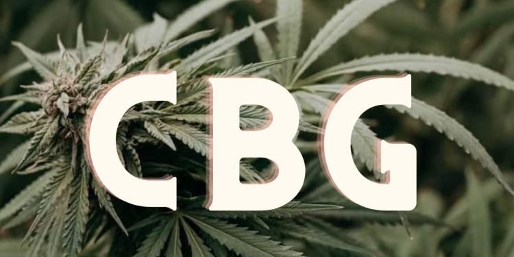 Ist CBG das neue CBD? Der Unterschied erklärt 16 Ist CBG das neue CBD