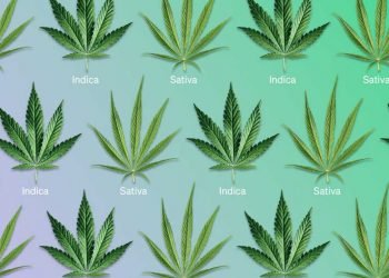 Sativa vs Indica