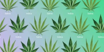 Sativa vs Indica
