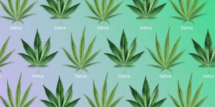 Sativa vs Indica - Unterschiede in Wirkung & Anwendung 16 Sativa vs Indica