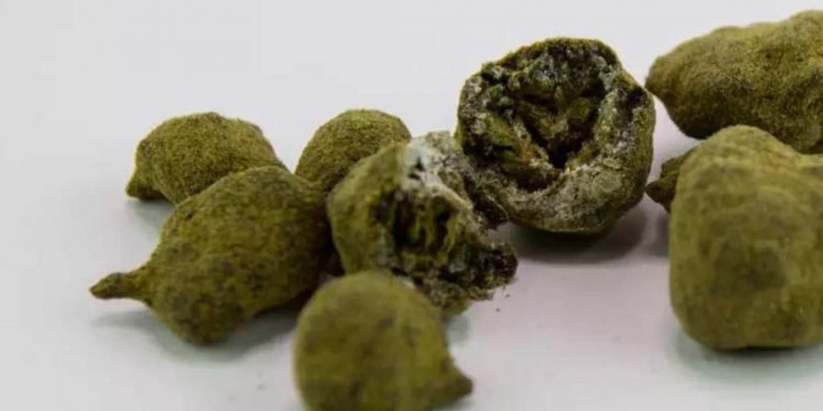Moonrocks – Die Mischung aus CBD Blüten und Pollen 16 Moonrocks – Die Mischung aus CBD Blüten und Pollen