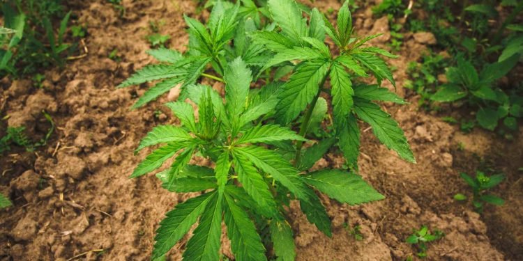 Vollspektrum, Breitspektrum und CBD-Isolat: Die Unterschiede erklärt
16 Vollspektrum CBD