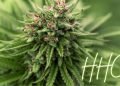 Was ist HHC: ein vielversprechendes Cannabinoid 18 Was ist HHC