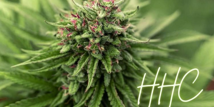 Was ist HHC: ein vielversprechendes Cannabinoid 16 Was ist HHC