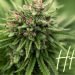 Was ist HHC: ein vielversprechendes Cannabinoid 17 Was ist HHC
