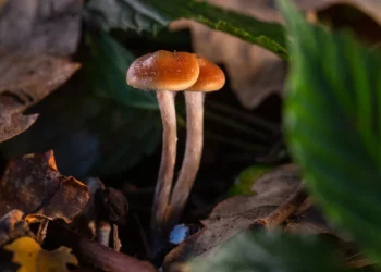 Magic Mushrooms kaufen