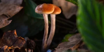 Magic Mushrooms kaufen