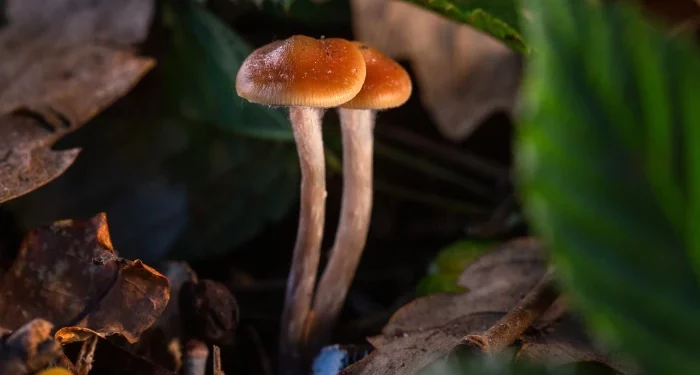 Magic Mushrooms kaufen: Ihr Leitfaden für den sicheren Kauf 16 Magic Mushrooms kaufen