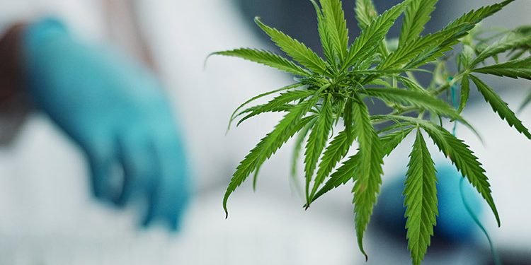 CBD Shop: Die beste Adresse für CBD-Produkte in Deutschland 16 CBD-Produkte