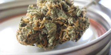 HHC Blüten aus Deutschland – Frisch und Effektiv