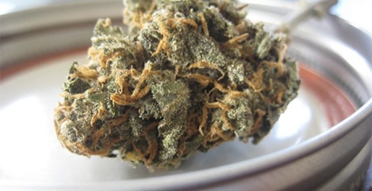 HHC Blüten aus Deutschland – Frisch und Effektiv 16 HHC Blüten aus Deutschland – Frisch und Effektiv