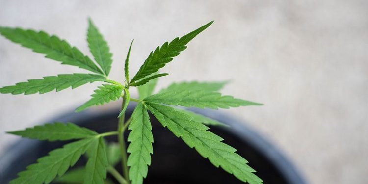 Blütedünger für Cannabis: Förderung der besten Erträge 16 Blütedünger